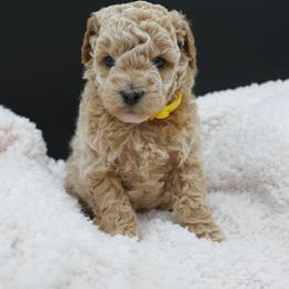 Poodle Puppies from Klaus Poodles