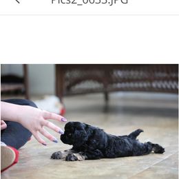 Cocker Spaniel Puppies from Blackwater Kennel