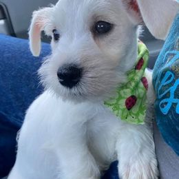 Miniature Schnauzer Puppies from Beyond Blessed Pawz