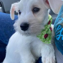 Miniature Schnauzer Puppies from Beyond Blessed Pawz