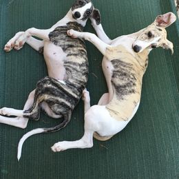 Whippet Puppies from Winstar Whippets