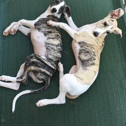 Whippet Puppies from Winstar Whippets