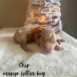 Chip - Apricot male Goldendoodle puppy in Taylorsville, North Carolina from Doggone Dixie Doodles