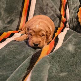 Comet (yellow collar) - Dark golden male Golden Retriever puppy in Tenino, Washington from Oak River Goldens'