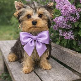 Alan - Blue and gold male Yorkshire Terrier puppy in California from Yorkie & Maltese Royalty