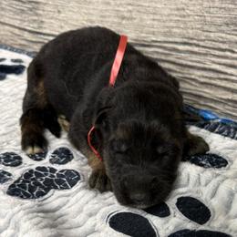 Hami red - Black and red male German Shepherd puppy in Herrick, South Dakota from Dakota Shepherds Kennels