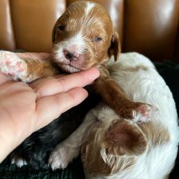 Teddy - Red  male Goldendoodle puppy in Ottawa, Ohio from Simply Beautiful Goldendoodles