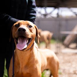 Boy 2 - Red wheaten male Rhodesian Ridgeback puppy in Fredonia, Wisconsin from Brondiki Ridgebacks