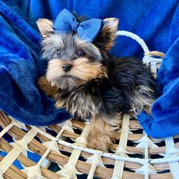 Boy 1 bigger - Black and gold male Yorkshire Terrier puppy in Bakersfield, California from Yorkie To My Heart