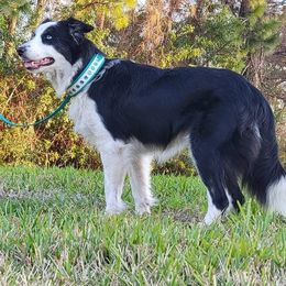 Arrow - Border Collie