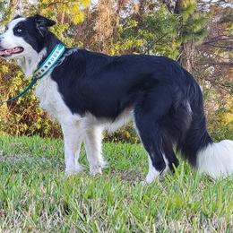 Arrow - Border Collie