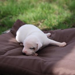 Minnie - White female Jack Russell Terrier puppy in West Bend, Iowa from Blue Skies Terriers