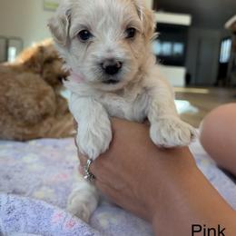 Pink (Rosie) - White female Maltipoo puppy in San Diego, California from Amanda Tsoi - Golden Maltipoo Pups