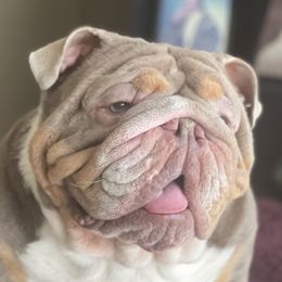 Legend - Bulldog