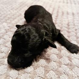 Alexas - Black female Poodle puppy in Jersey City, New Jersey from Tuts Pups Cafe