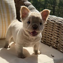 Daisy - White female French Bulldog puppy in Iron Station, North Carolina from Kayser Farm
