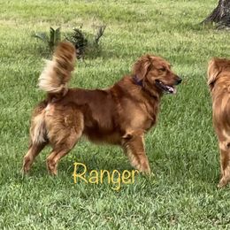 Ranger - Golden Retriever