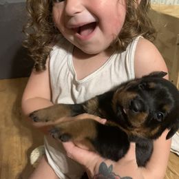 Rottweiler Puppies from Von Insel Zu Berg Rottweilers