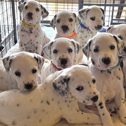 Dalmatians from Stephanie's Dalmatians