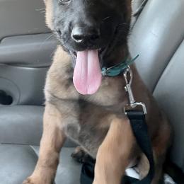 Belgian Malinois Puppies from BlueStone