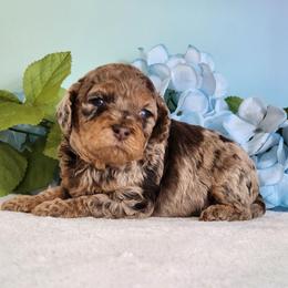 Royal - Merle male Cockapoo puppy in Louisburg, North Carolina from Raven Oak's Mini Cockapoos and Mini Dachshunds