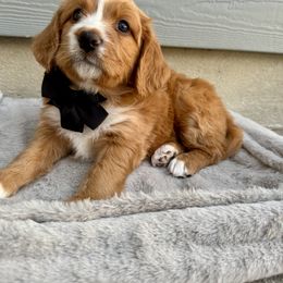 Bernedoodle Puppies from Suncrest Doodles