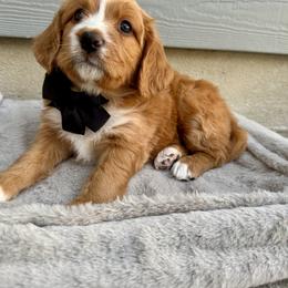 Bernedoodle Puppies from Suncrest Doodles