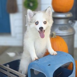 Lainey - Merle female Pomsky puppy in Christiana, Tennessee from Smoky Mountain Pomskies