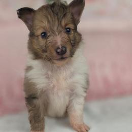 B-3 - Sable merle and white male Shetland Sheepdog puppy in Citra, Florida from Southpaw Herders LLC