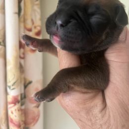 Buster - Fawn male Boxer puppy in Plainwell, Michigan from Hope's Beautiful Boxers