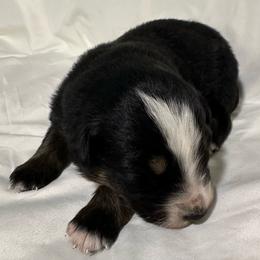 Piper - Black tri-color female Australian Shepherd puppy in Lynnville, Indiana from Moonlightaussies