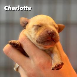 Charlotte - Yellow female Labrador Retriever puppy in Owosso, Michigan from Bennington Retrievers