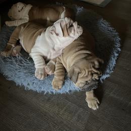 Bulldog Puppies from Semper Fi Bulldogs