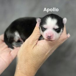 Apollo - Black and white male Pomsky puppy in Fredericksburg, Virginia from Purely Pomskies