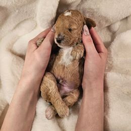 Poodle Puppies from Pure Parti Poodles