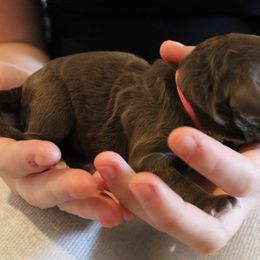Pink collar Parvity - Chocolate female Australian Labradoodle puppy in Provo, Utah from EllsWORTH Labradoodles LLC