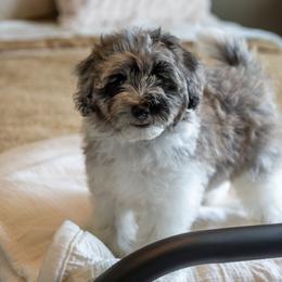 Duke Caboom - Merle male Schnoodle puppy in Grove, Oklahoma from Grand Lake Poodles & Doodles