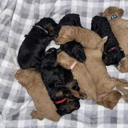 Goldendoodle Puppies from Dover Family Doodles