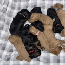 Goldendoodle Puppies from Dover Family Doodles