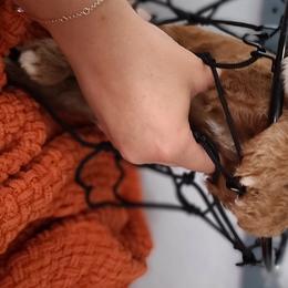 Goldendoodle and Sheepadoodle Puppies from IE Family Doodles