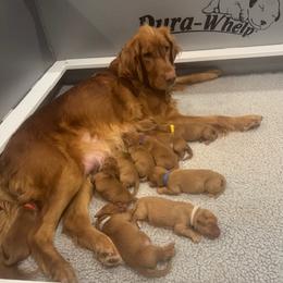 Second pick female sold - Dark golden female Golden Retriever puppy in Aumsville, Oregon from Bigfoot Goldens - AKC Registered Dark Red