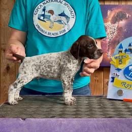 Prince Florian - Liver and white male German Shorthaired Pointer puppy in North Branch, Minnesota from Chrishelle Farm