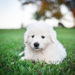 Border Collie, Bordoodle, and Maremma Sheepdog Puppies from 2J 2K Border Collies