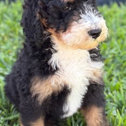 Bernedoodle Puppies from Ruthy's Bernedoodles