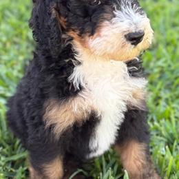 Bernedoodle Puppies from Ruthy's Bernedoodles