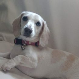 Mercedes - Dachshund