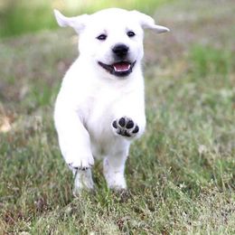 Labrador Retrievers from Cadron Ridge Labradors
