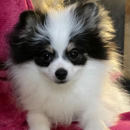 ❤️Yang❤️ - Pomeranian puppy from CutiePoms