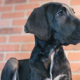 Girl - Black and white Great Dane puppy in Gonzales, Louisiana from Anstatt House Of Danes