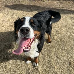 Bernese Mountain Dogs from Yellowstone Bernese Mountain Dogs